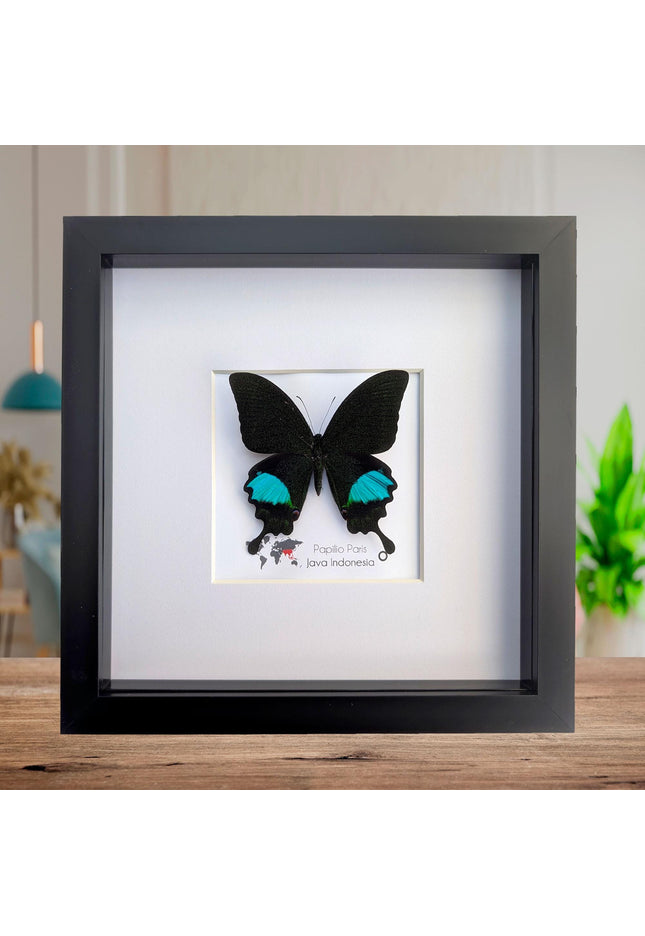 Framed Paris Peacock Butterfly, Taxidermy Entomology Display, 8x8 Frame
