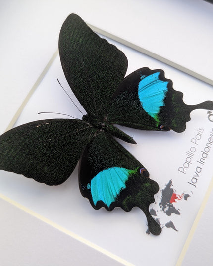 Framed Paris Peacock Butterfly, Taxidermy Entomology Display, 8x8 Frame