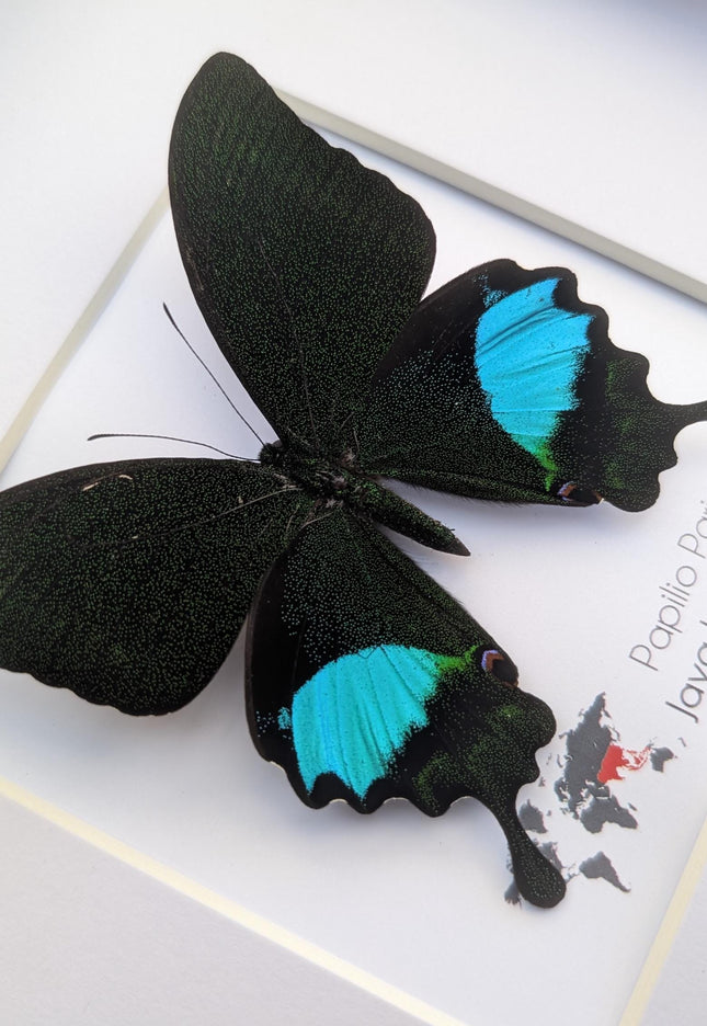 Framed Paris Peacock Butterfly, Taxidermy Entomology Display, 8x8 Frame