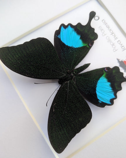 Framed Paris Peacock Butterfly, Taxidermy Entomology Display, 8x8 Frame