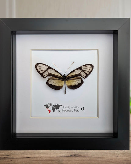 Dircenna nero, clearwing butterflies, glasswing butterflies, taxidermy butterfly, from peru, female, frame 6" x 6"