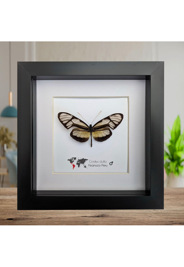 Dircenna nero, clearwing butterflies, glasswing butterflies, taxidermy butterfly, from peru, female, frame 6" x 6"