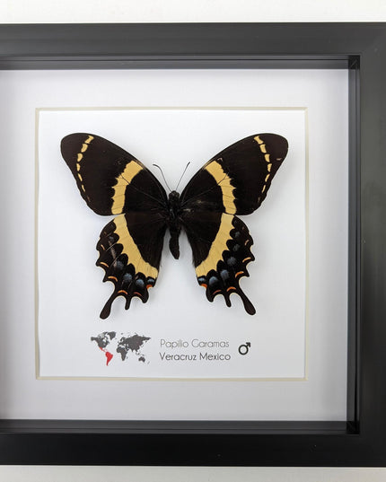 Framed magnificent swallowtail butterfly: veracruz mexico, 8x8