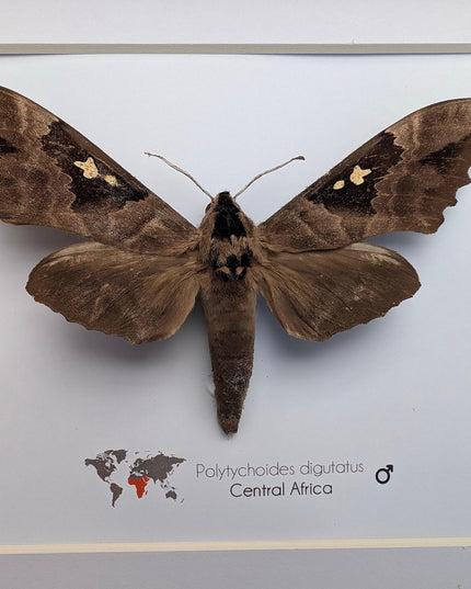 Framed African Moth, Lophostethus dumolinii, Ethically Sourced Entomology Taxidermy Gift