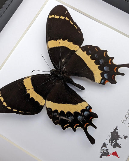 Framed magnificent swallowtail butterfly: veracruz mexico, 8x8