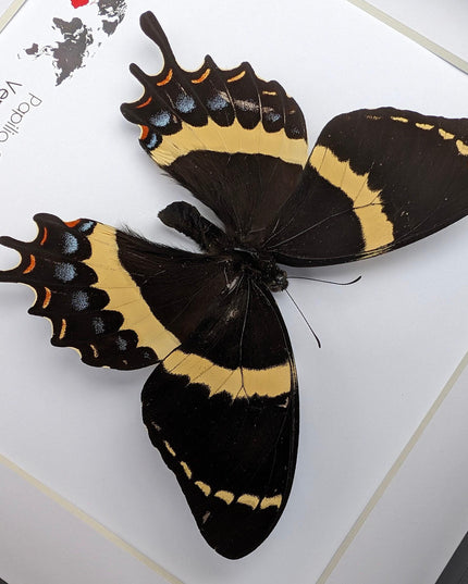 Framed magnificent swallowtail butterfly: veracruz mexico, 8x8