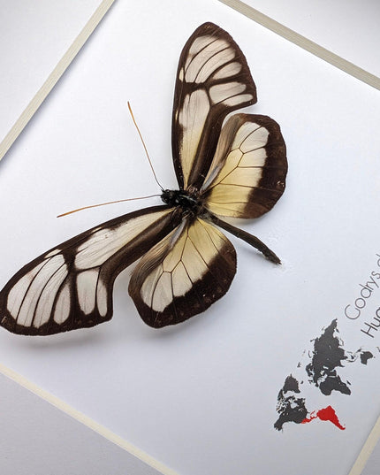 Dircenna nero, clearwing butterflies, glasswing butterflies, taxidermy butterfly, from peru, female, frame 6" x 6"