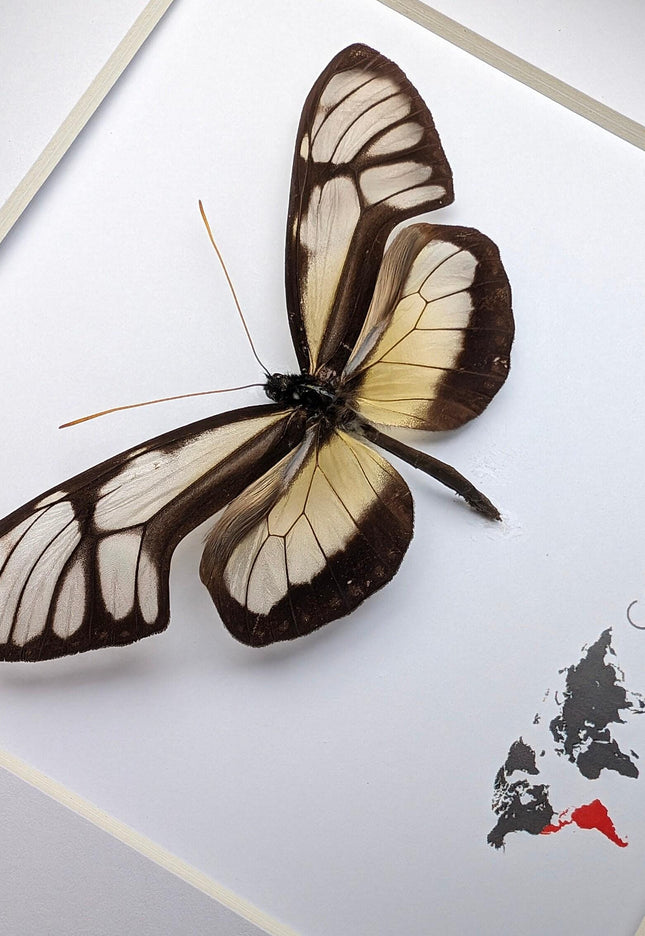Dircenna nero, clearwing butterflies, glasswing butterflies, taxidermy butterfly, from peru, female, frame 6" x 6"