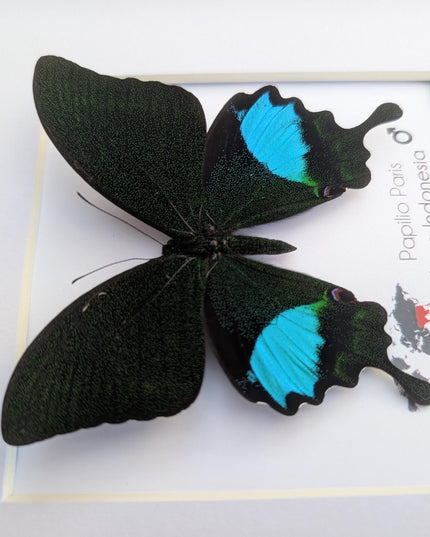 Framed Paris Peacock Butterfly, Taxidermy Entomology Display, 8x8 Frame