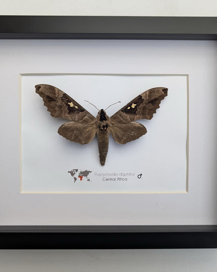 Framed African Moth, Lophostethus dumolinii, Ethically Sourced Entomology Taxidermy Gift