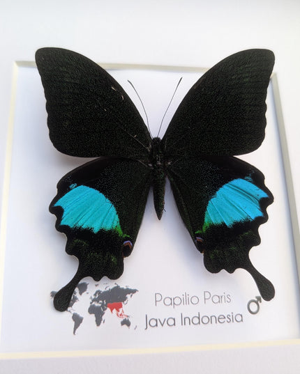 Framed Paris Peacock Butterfly, Taxidermy Entomology Display, 8x8 Frame