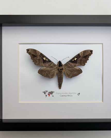 Framed African Moth, Lophostethus dumolinii, Ethically Sourced Entomology Taxidermy Gift