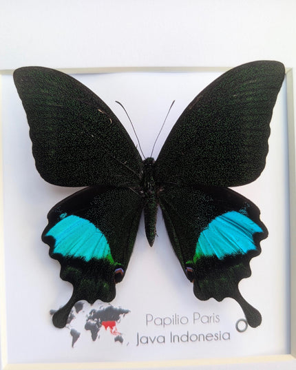 Framed Paris Peacock Butterfly, Taxidermy Entomology Display, 8x8 Frame