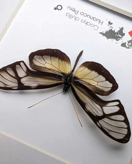 Dircenna nero, clearwing butterflies, glasswing butterflies, taxidermy butterfly, from peru, female, frame 6" x 6"