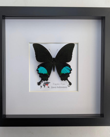 Framed Paris Peacock Butterfly, Taxidermy Entomology Display, 8x8 Frame