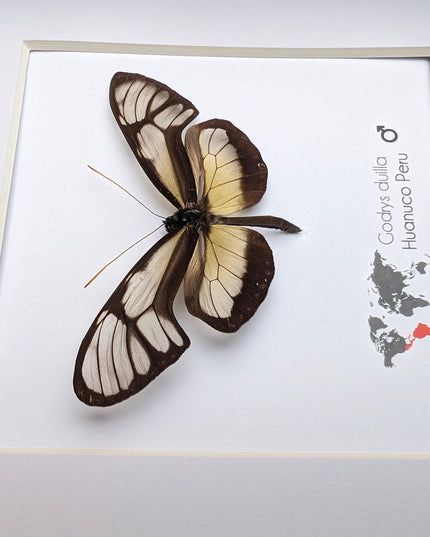 Dircenna nero, clearwing butterflies, glasswing butterflies, taxidermy butterfly, from peru, female, frame 6" x 6"