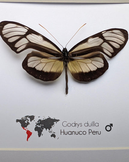 Dircenna nero, clearwing butterflies, glasswing butterflies, taxidermy butterfly, from peru, female, frame 6" x 6"