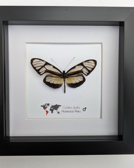 Dircenna nero, clearwing butterflies, glasswing butterflies, taxidermy butterfly, from peru, female, frame 6" x 6"