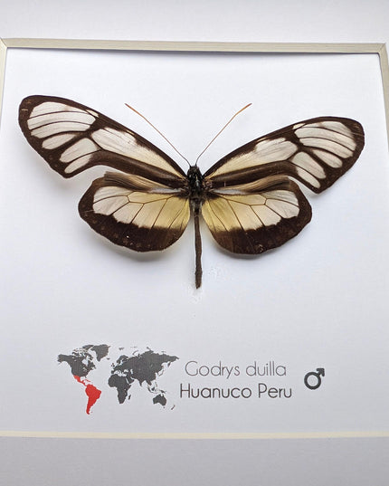 Dircenna nero, clearwing butterflies, glasswing butterflies, taxidermy butterfly, from peru, female, frame 6" x 6"