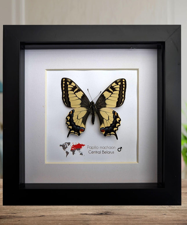 Framed old world swallowtail butterfly taxidermy: entomology art decor
