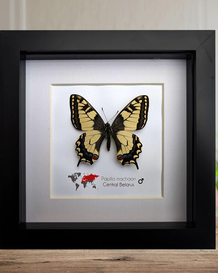 Framed old world swallowtail butterfly taxidermy: entomology art decor