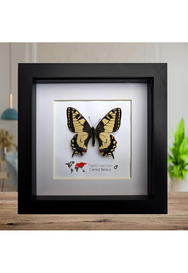 Framed old world swallowtail butterfly taxidermy: entomology art decor