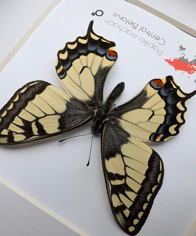Framed old world swallowtail butterfly taxidermy: entomology art decor