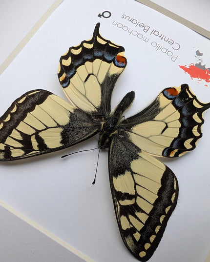 Framed old world swallowtail butterfly taxidermy: entomology art decor