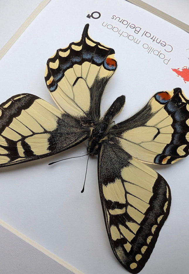 Framed old world swallowtail butterfly taxidermy: entomology art decor
