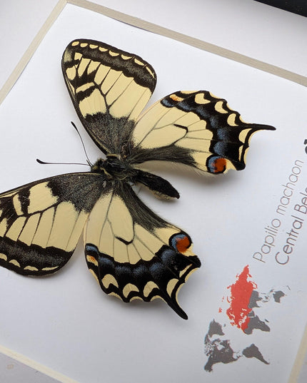 Framed old world swallowtail butterfly taxidermy: entomology art decor