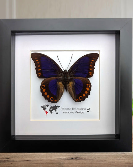 Framed orange-spotted prepona butterfly: purple & orange, 6" frame
