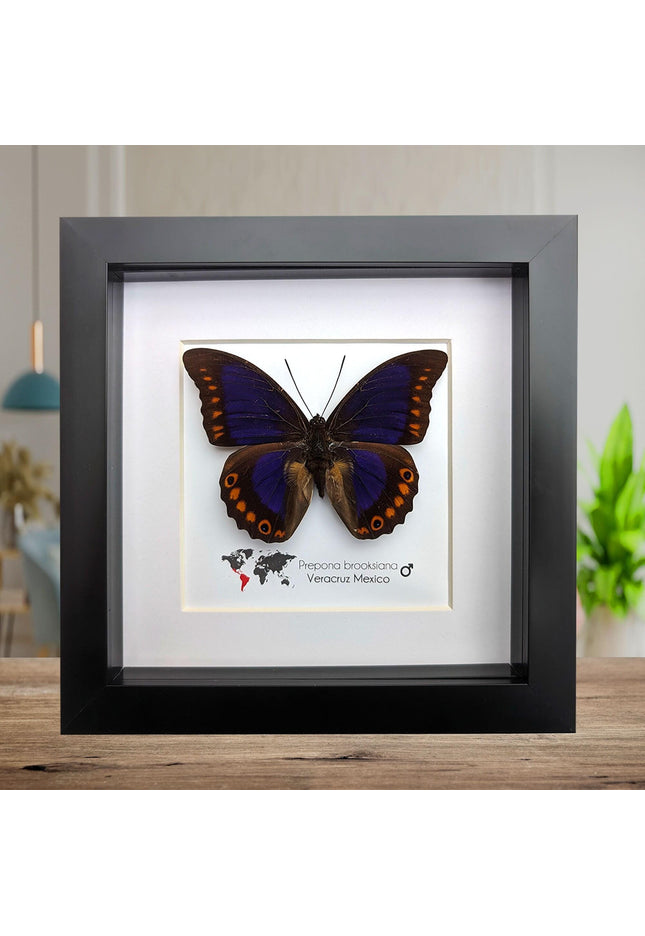 Framed orange-spotted prepona butterfly: purple & orange, 6" frame