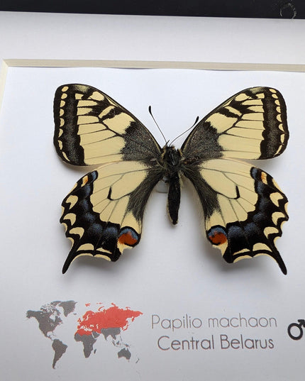 Framed old world swallowtail butterfly taxidermy: entomology art decor