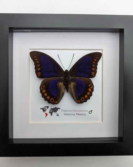 Framed orange-spotted prepona butterfly: purple & orange, 6" frame