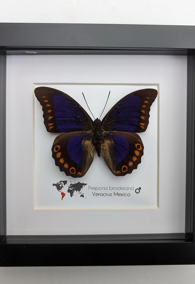 Framed orange-spotted prepona butterfly: purple & orange, 6" frame