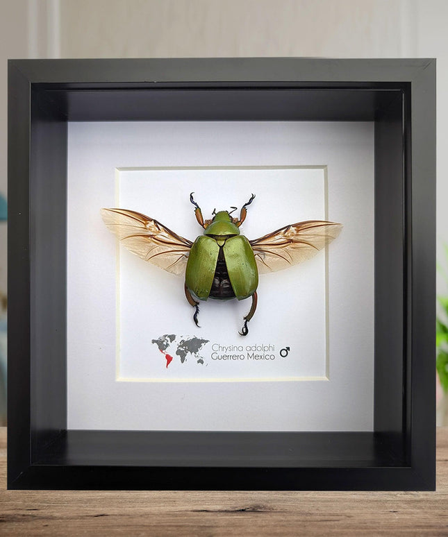 Chrysina adolphi, ruteline scarab, male, taxidermy beetle, nature art, dried insect, bug art, wall decor, entomology gift, frame 6" x 6"