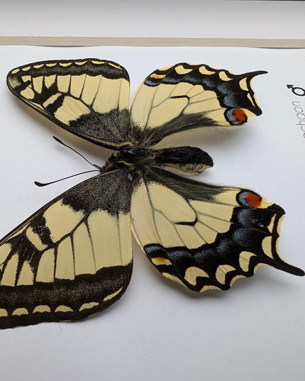 Framed old world swallowtail butterfly taxidermy: entomology art decor