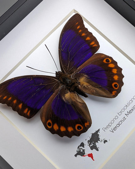 Framed orange-spotted prepona butterfly: purple & orange, 6" frame