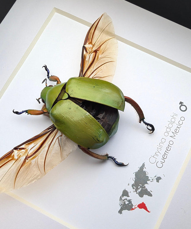 Chrysina adolphi, ruteline scarab, male, taxidermy beetle, nature art, dried insect, bug art, wall decor, entomology gift, frame 6" x 6"