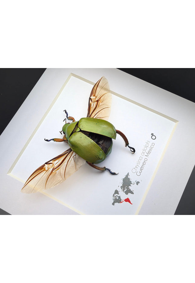 Chrysina adolphi, ruteline scarab, male, taxidermy beetle, nature art, dried insect, bug art, wall decor, entomology gift, frame 6" x 6"