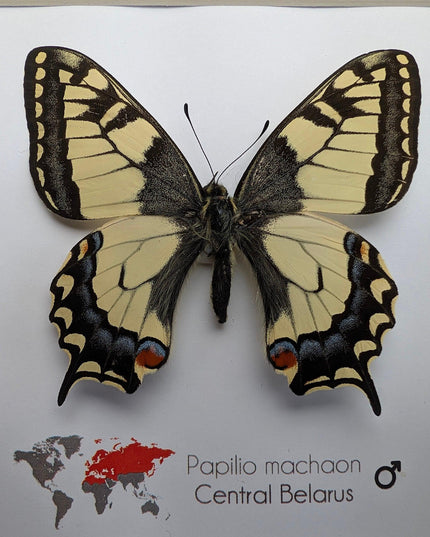 Framed old world swallowtail butterfly taxidermy: entomology art decor