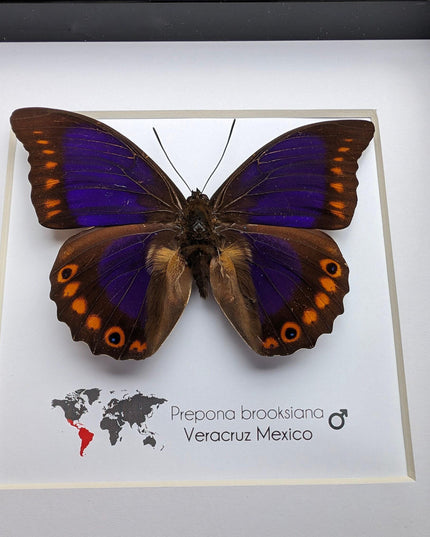 Framed orange-spotted prepona butterfly: purple & orange, 6" frame
