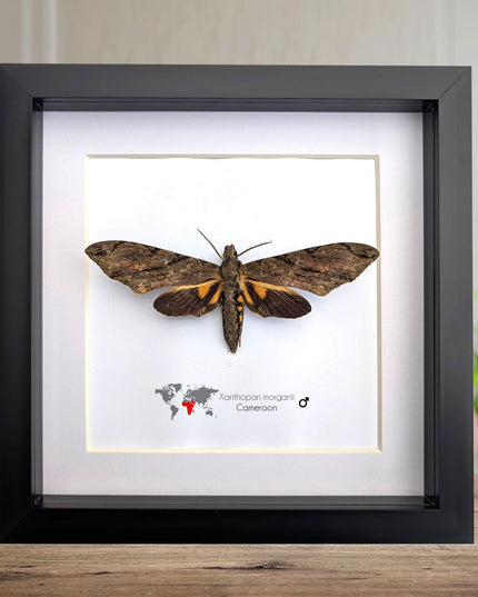 Framed xanthopan morganii moth display: ethically sourced entomology gift (8x8)
