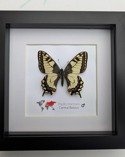 Framed old world swallowtail butterfly taxidermy: entomology art decor