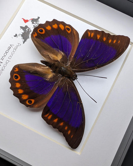 Framed orange-spotted prepona butterfly: purple & orange, 6" frame