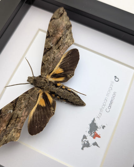 Framed xanthopan morganii moth display: ethically sourced entomology gift (8x8)