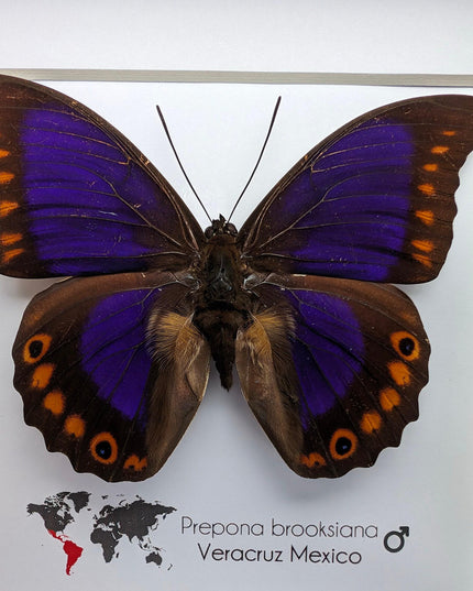Framed orange-spotted prepona butterfly: purple & orange, 6" frame