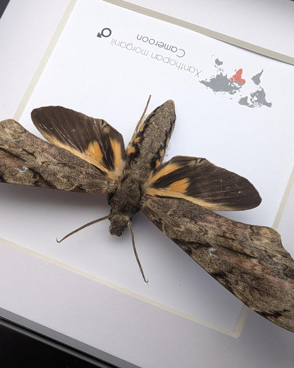 Framed xanthopan morganii moth display: ethically sourced entomology gift (8x8)