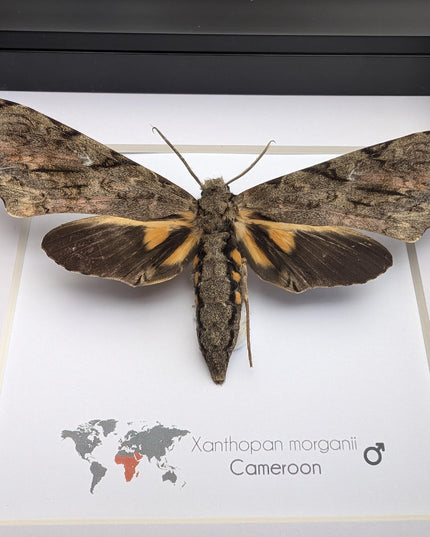 Framed xanthopan morganii moth display: ethically sourced entomology gift (8x8)