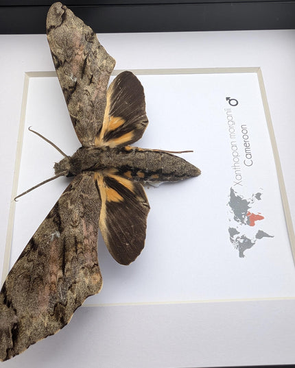 Framed xanthopan morganii moth display: ethically sourced entomology gift (8x8)